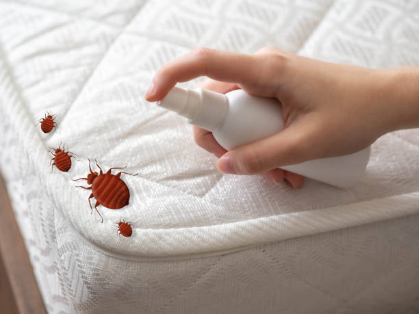 Best Local Pest Control Services  in East Brady, PA