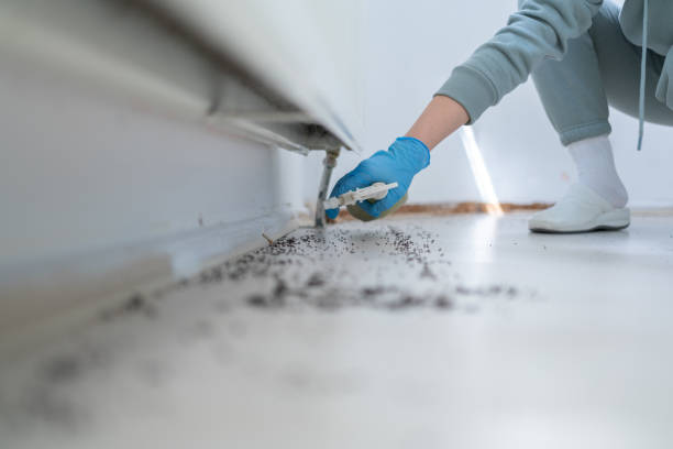 Best Wasp Removal Services  in East Brady, PA